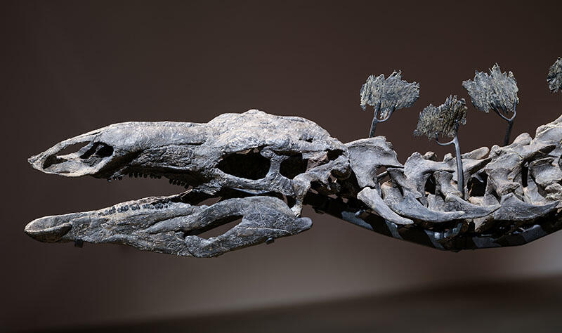 Apex Stegosaurus fossil mount on display in the Museum's Gilder Center.