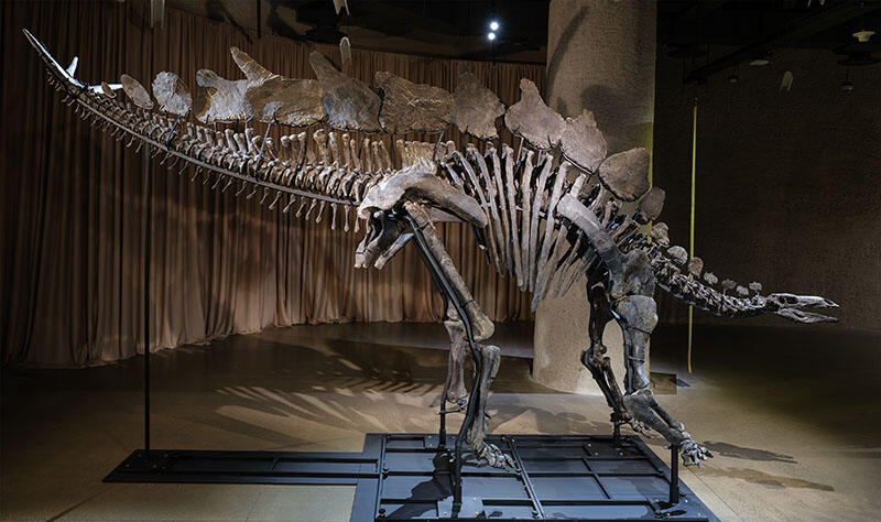 Apex Stegosaurus fossil mount on display in the Museum's Gilder Center.