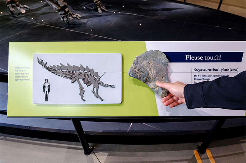 Apex Stegosaurus Fossil | AMNH