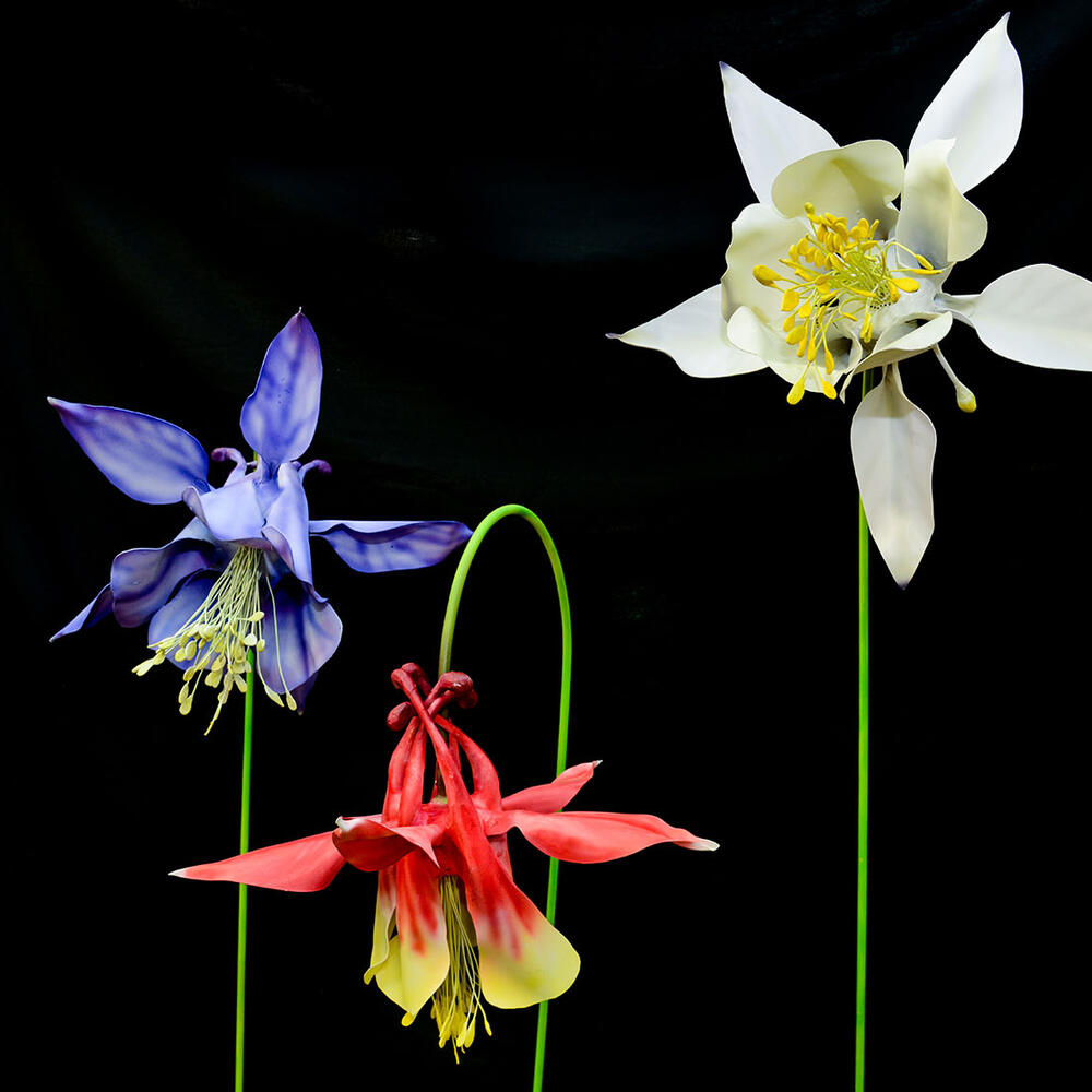 Museum display shows the same flower in three different colors.