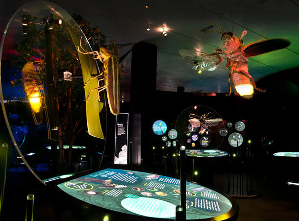 A larger-than-life model of a dragonfly is suspended from the ceiling near a digital display screen that contains content about fireflies.