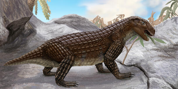 Artist's rendering of Simosuchus clarki