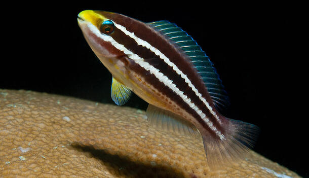 Juvenile striped parrot fish swimming over coral.