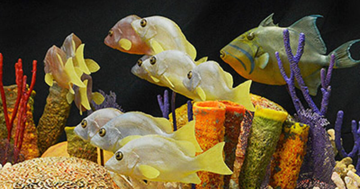 Cuba S Coral Reefs Amnh