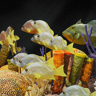 Coral reef model shows a variety of coral in different shapes and colors as well as a school of fish and hawksbill turtle swimming by.