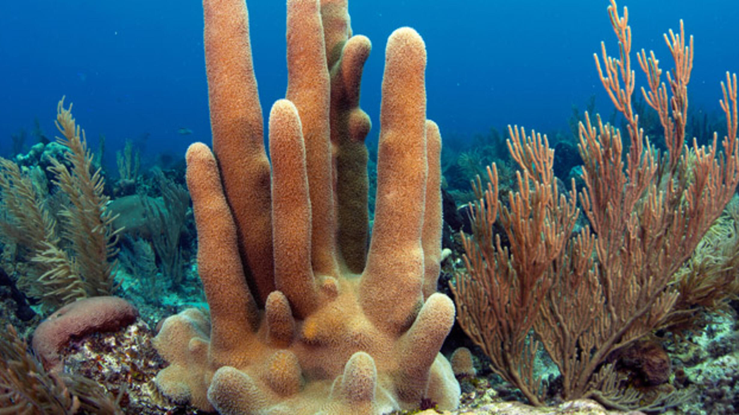 Coral reef with tall, fingerlike pillar coral surrounded by a variety of shorter soft corals.