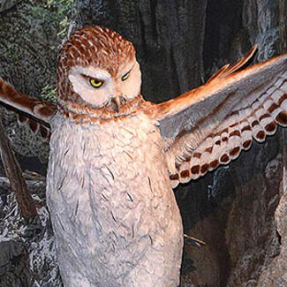 A cave display containing a model of Cuba's extinct giant owl, Ornimegalonyx.