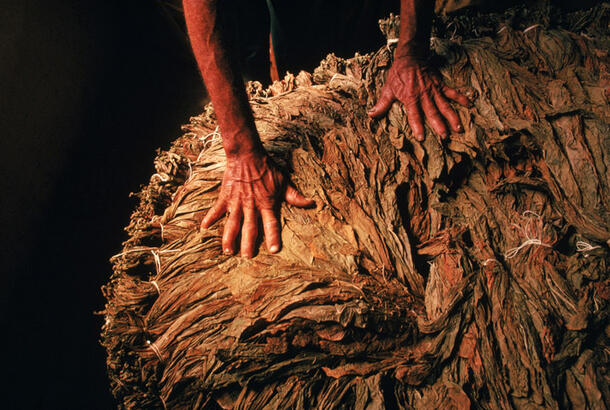 Hands touching a large pile of rolled tobacco leaves.