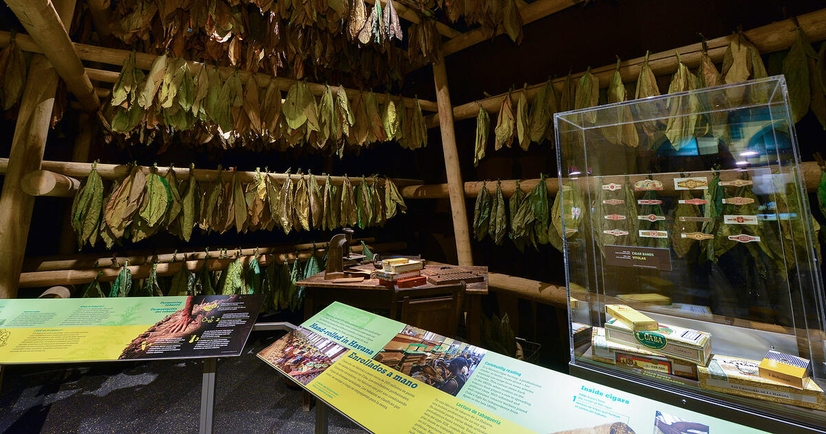 cuban tobacco plantations Exhibition: Tobacco in Cuba