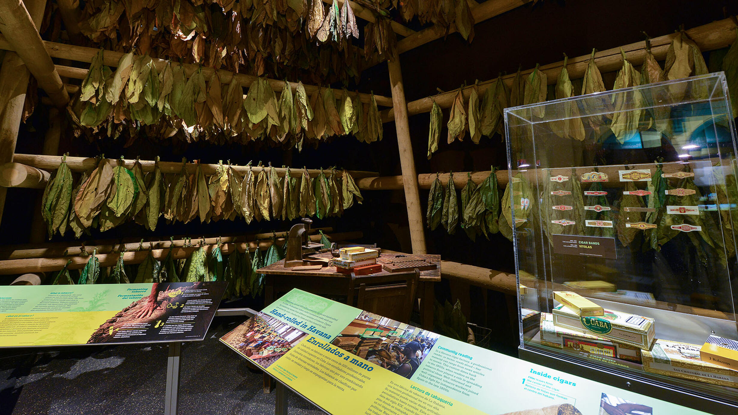 Display shows tobacco leaves strung along wooden poles, as well as cuban cigar boxes and labels.