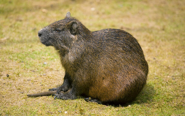 Cuban hutia, a species of rodent, sits on the grass.