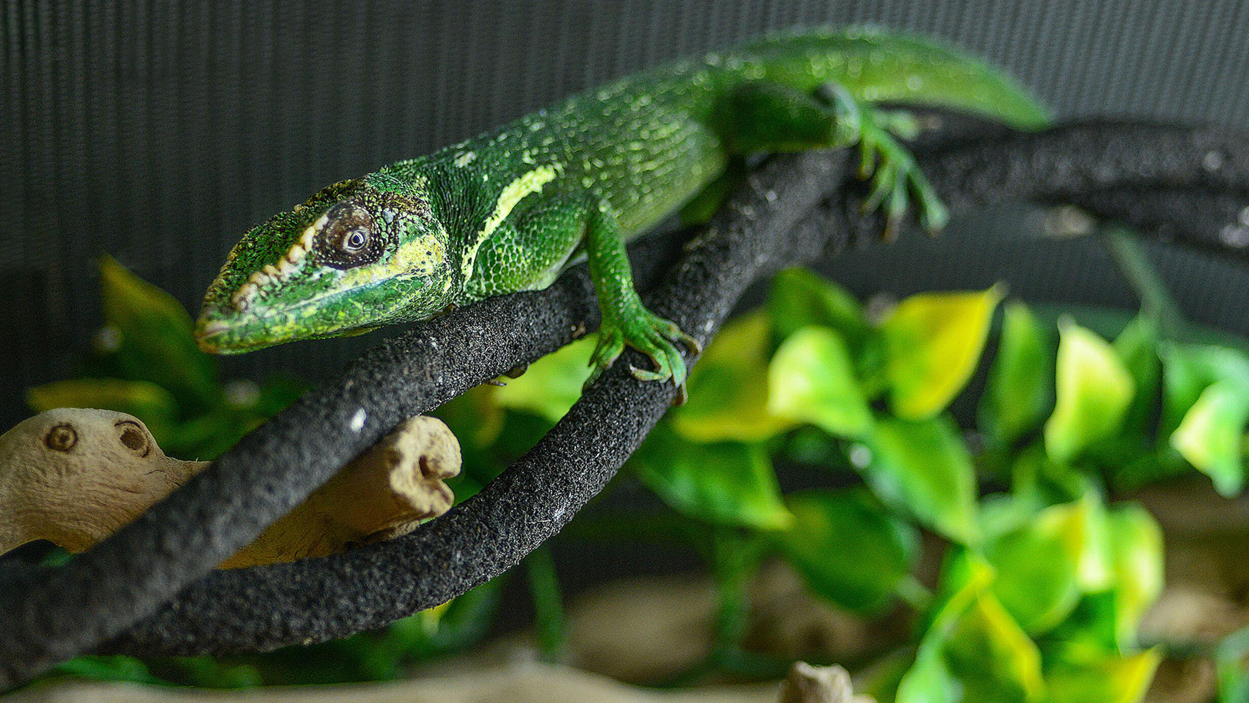 Cuban knight anole peers at the viewer from his resting place on a tree branch.