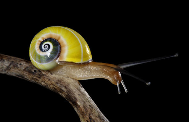 Cuban land snail sits on a tree branch.