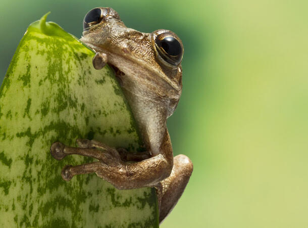 Una rana platanera reposando sobre una hoja.