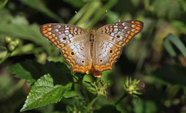 Butterfly with wings spread displays a multi-colored pattern.