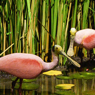 Re-creation of the Zapata Wetlands featuring marshy grasses, mangrove trees and models of two Roseate spoonbills.