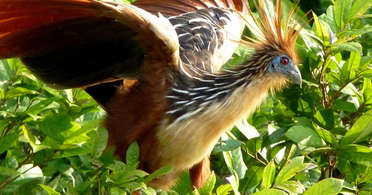 types of dinosaur birds
