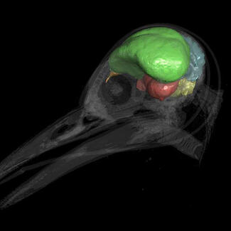 CT scan shows the brain of a woodpecker.