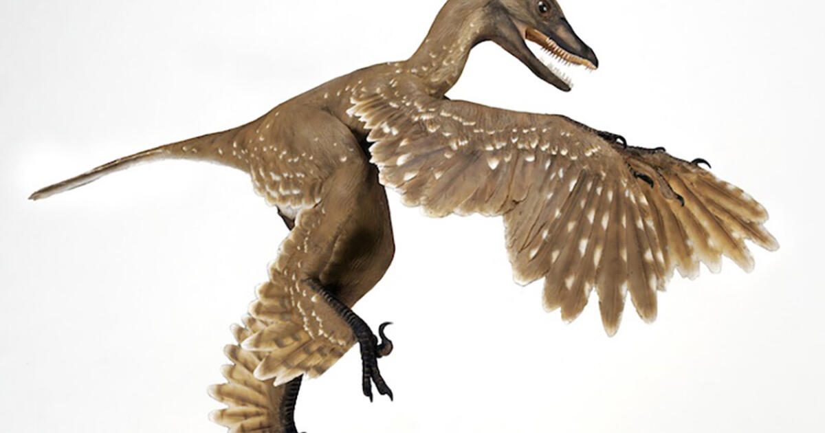 dinosaurs that have feathers