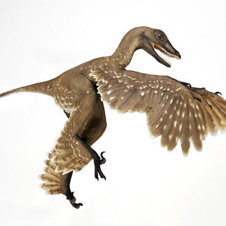 Model of the feathered Sinornithosaurus.