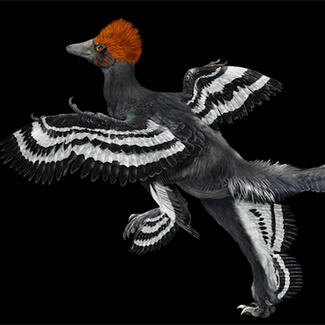 Rendering of the feathered Anchiornis huxleyi.