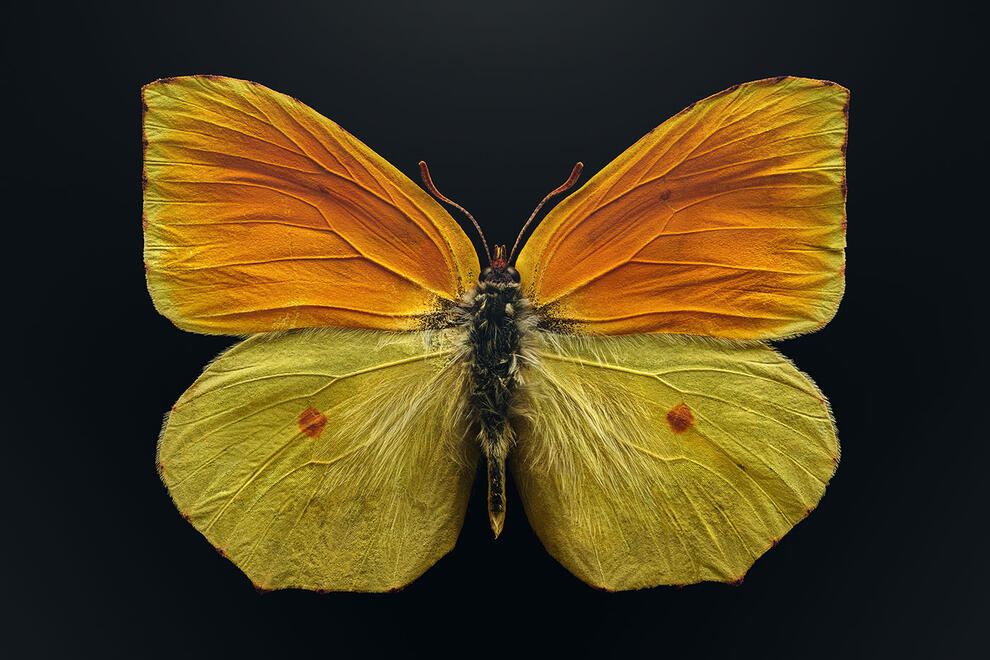 Brightly colored butterfly with wings spread.