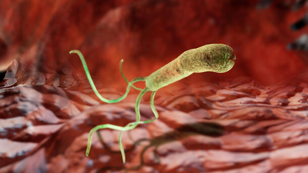 Enlarged image of Helicobacter pylori bacterium, which can live in human gut