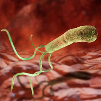 Enlarged image of Helicobacter pylori bacterium, which can live in human gut