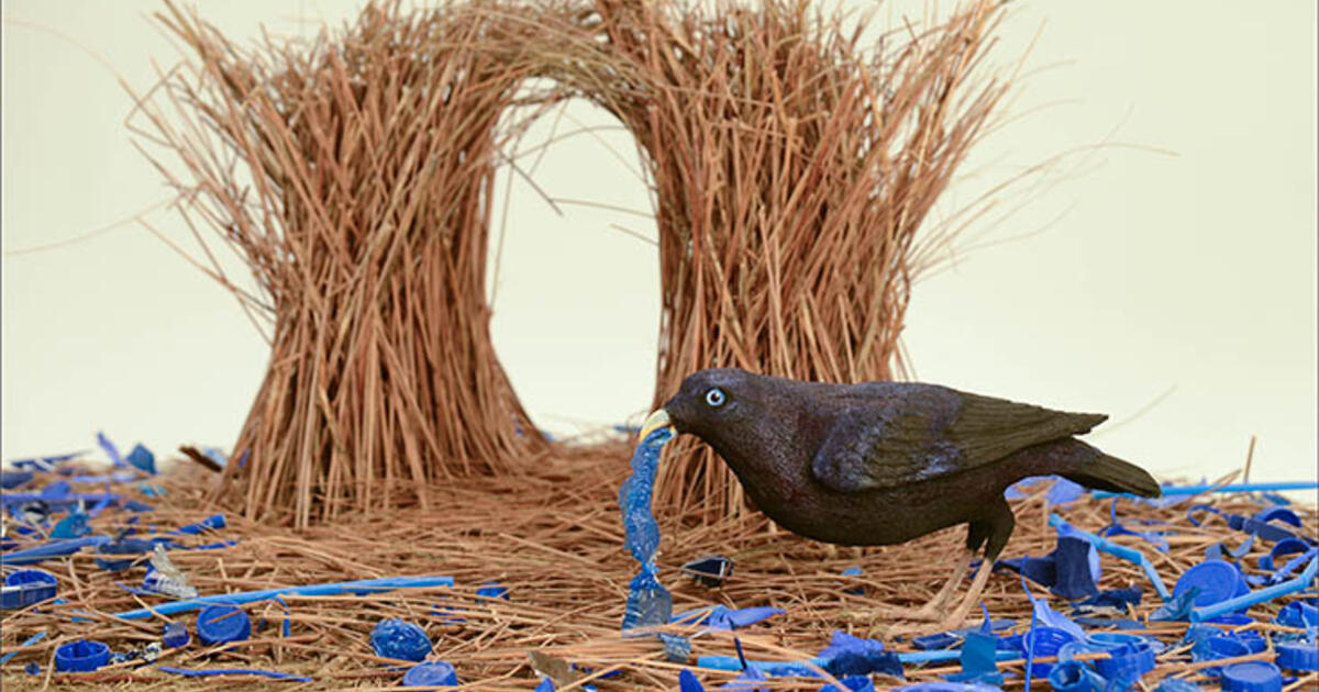 Bower sales bird nest