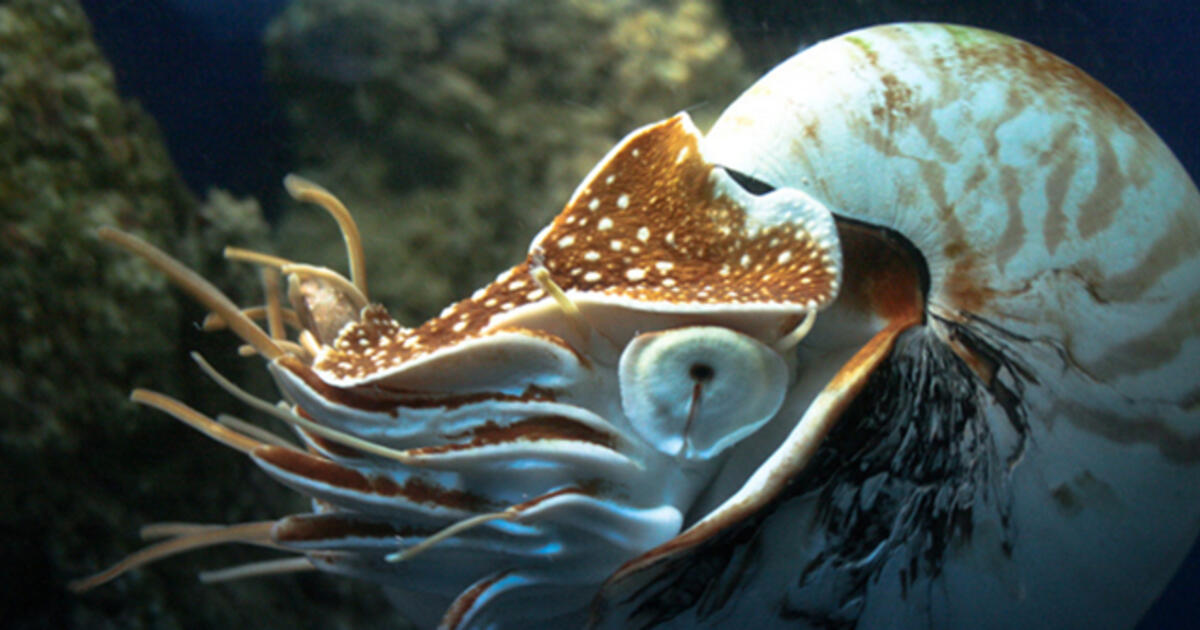 Fast Facts Nautilus AMNH