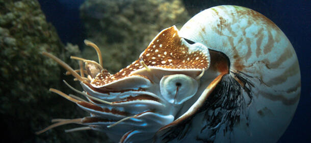 Chambered Nautilus