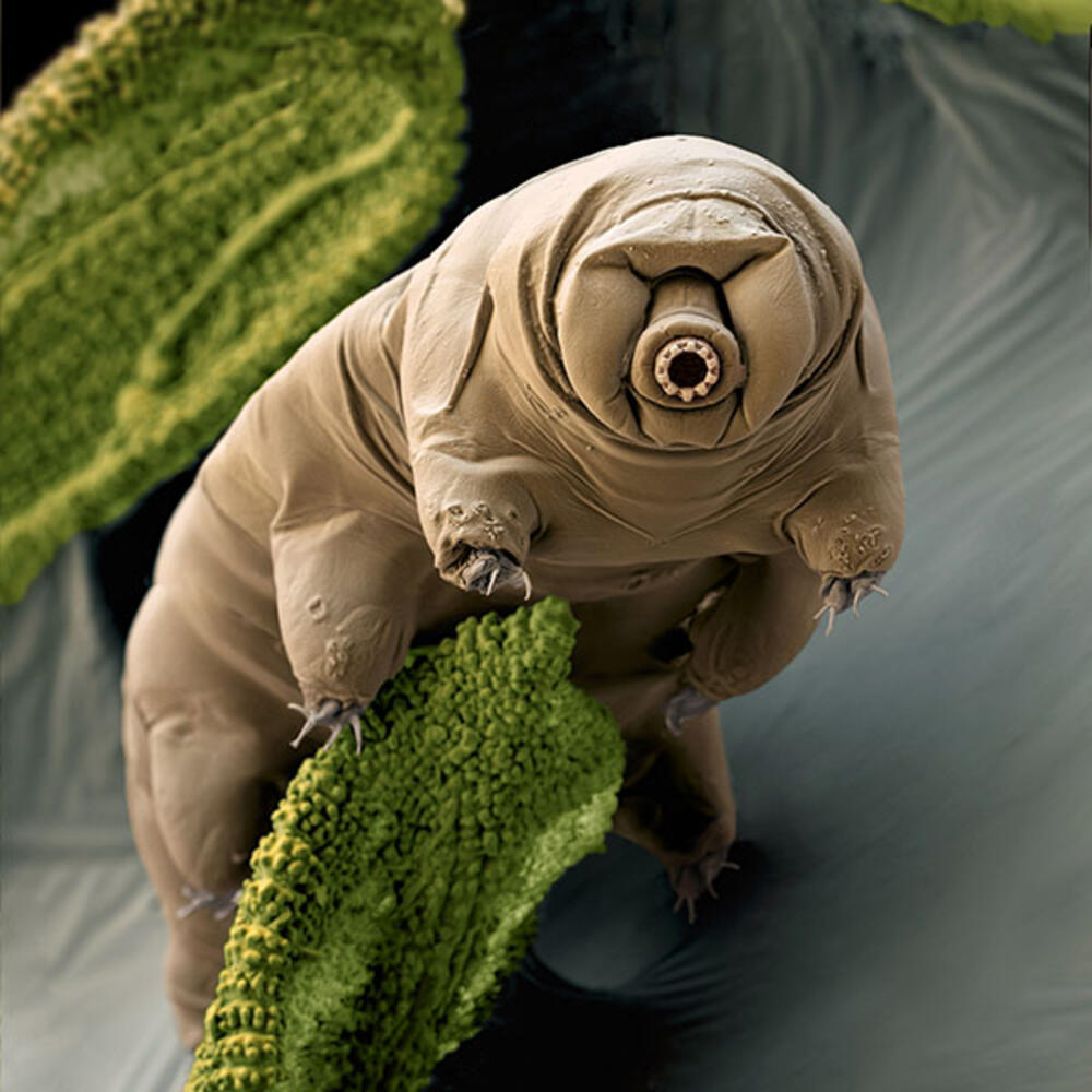 Close-up on a tardigrade, a microscopic eight-legged segmented animal with folds on its body and a round mouth. 