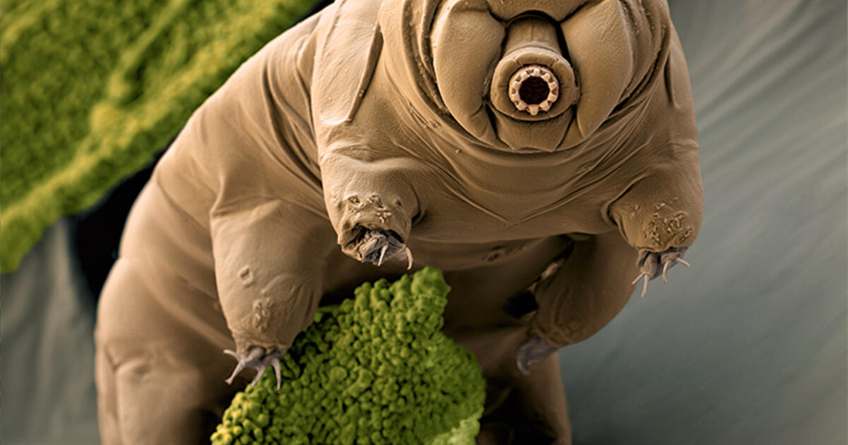 giant microbes tardigrade