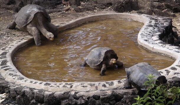 Lonesome George, the last of the Pinta Island tortoise, is preparing to enter the shallow, kidney shaped pool as two tortoise of another species walk off the pool.