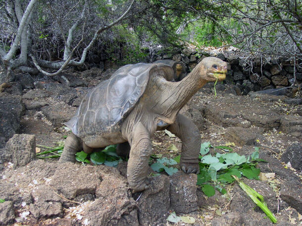 Lonesome George Credit Charles Darwin Foundation