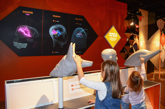 Two children spin models of a coyote and dolphin head and watch the results on a screen display.