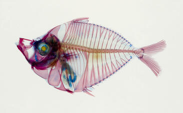 A stained skeleton of a fish, in shades or red, yellow, and blue.