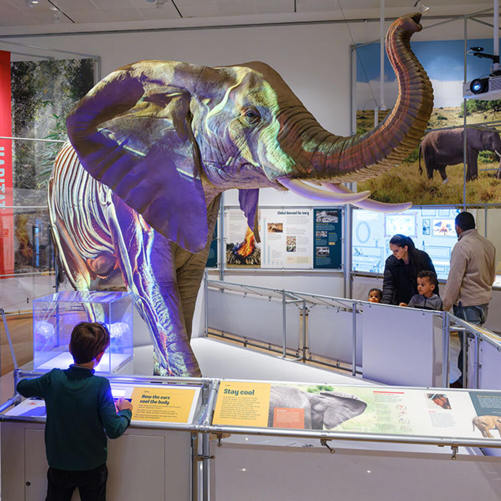 Child views signs mounted on railings in front of a life-sized African elephant model.