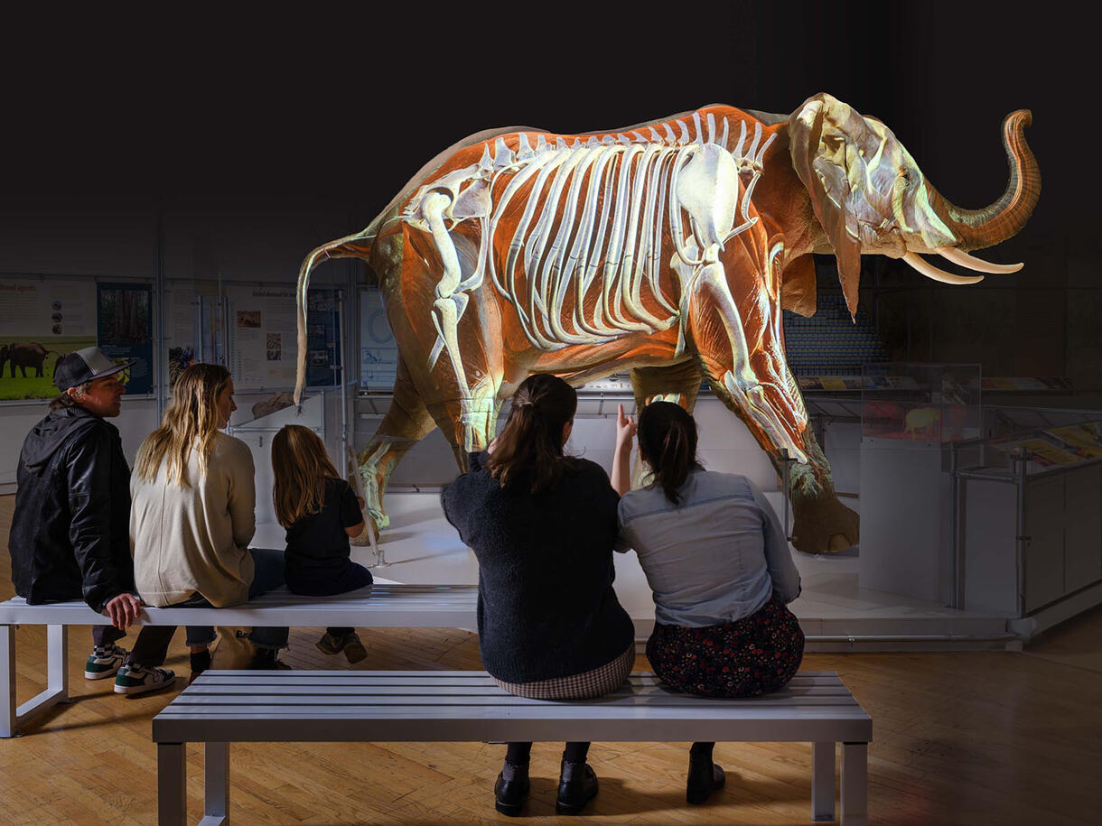 Six Museum visitors sit on benches next to the life-size African elephant model and view a projection of the elephant's skeleton on the model.