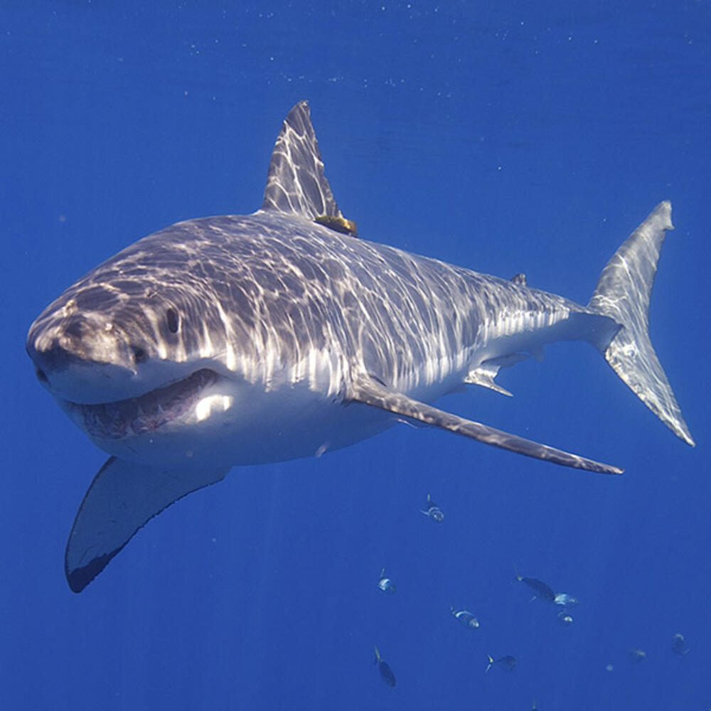 Great White shark swims through a school of small fish.