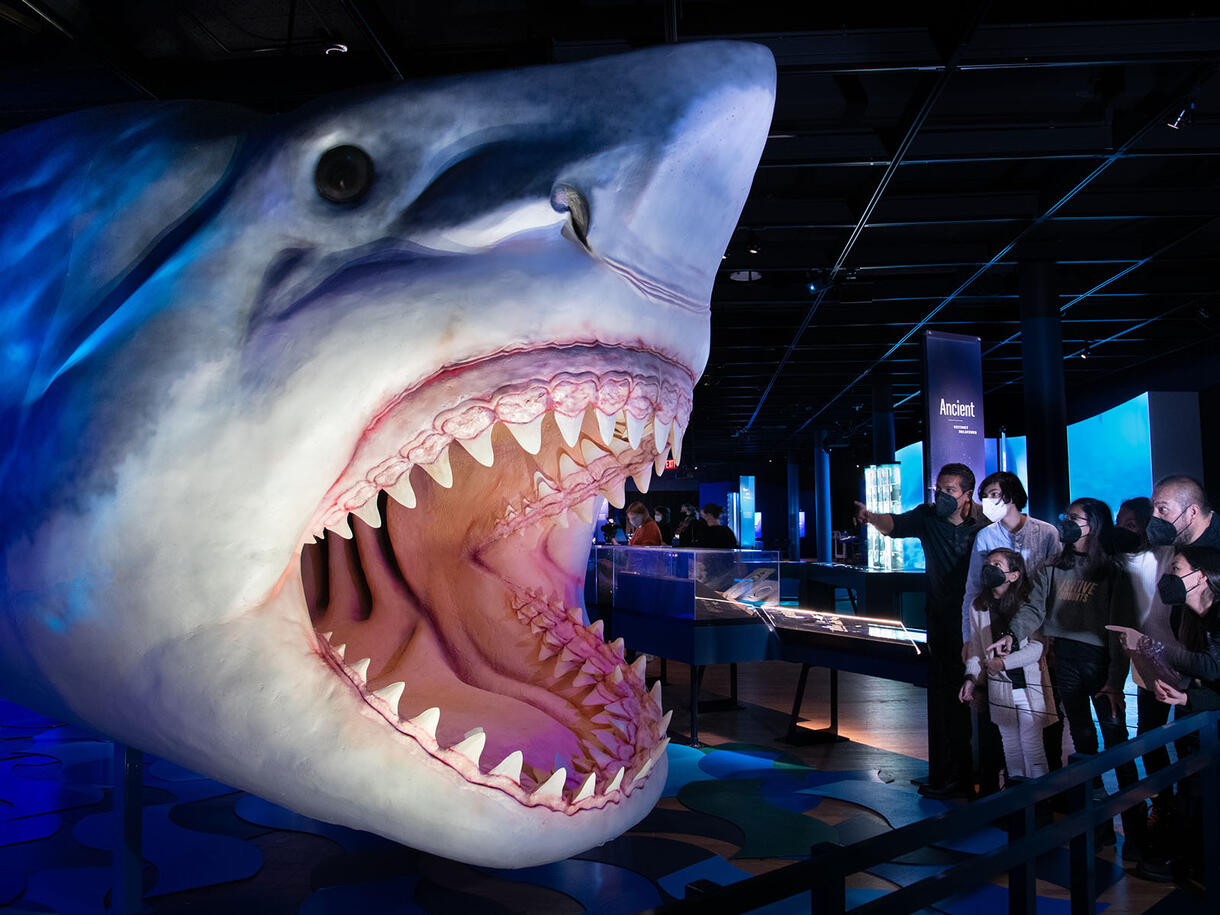 A small group of visitors looks into the gaping mouth of a life-sized megalodon model.