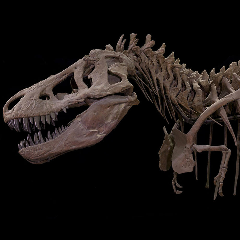 amnh t rex exhibit