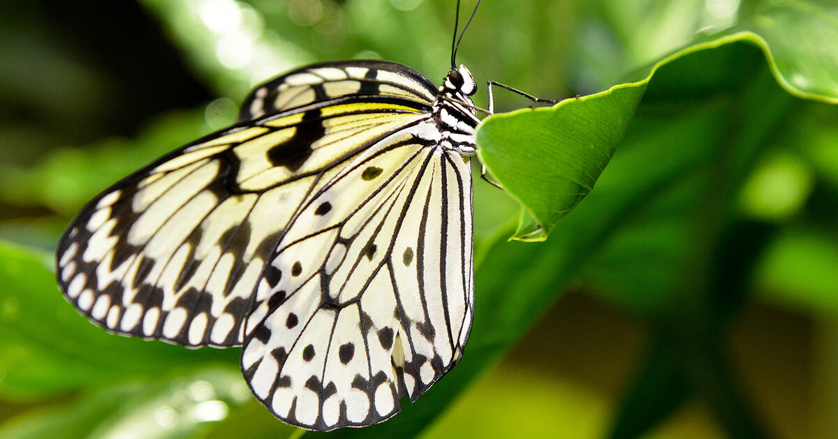 Butterfly Conservatory American Museum Of Natural History