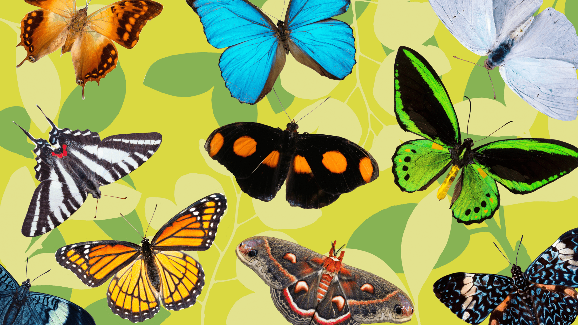 different types and color butterflies