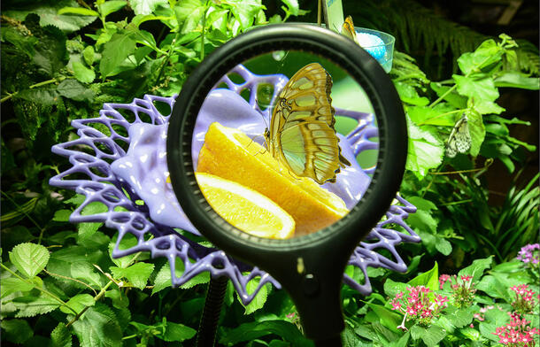 View through a magnifying glass shows a butterfly feeding on an orange slice.