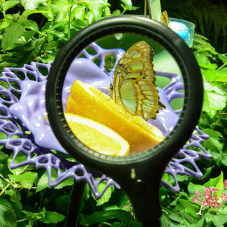 View through a magnifying glass shows a butterfly feeding on an orange slice.