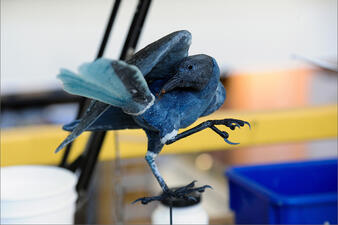 Poison BTS Great-Tailed Grackle Model