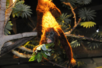 Poison BTS Howler Monkey in Gallery