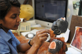 An exhibition preparator glues hair onto on a howler monkey head model.