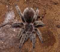 Poison Chilean Rosehair Tarantula Headshot RM